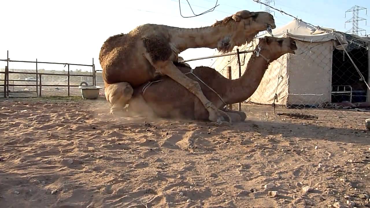 Мадам в позе верблюда присела писей сверху на член хозяина