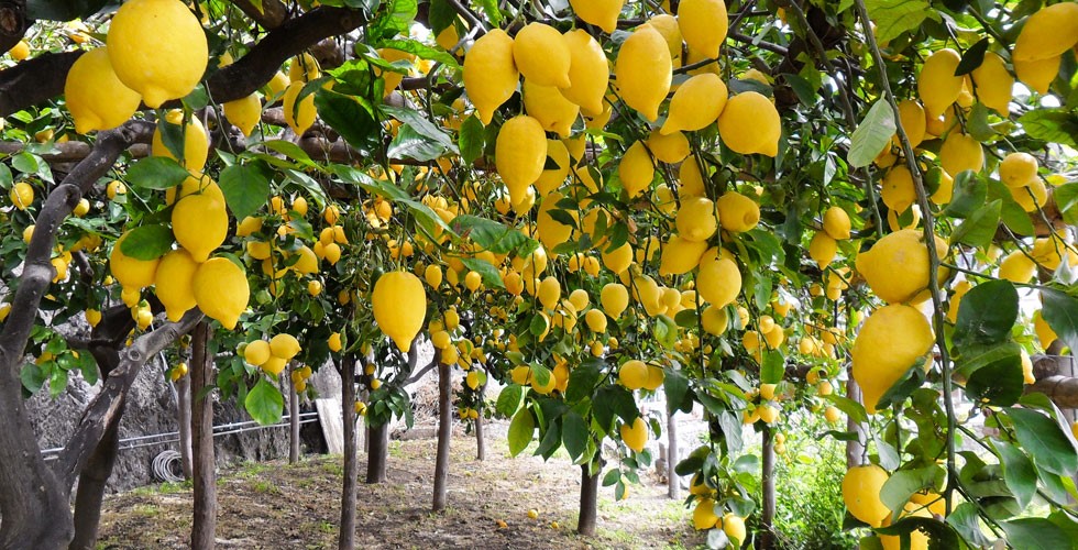 Севастополь Где Можно Купить Дерево Лимона В