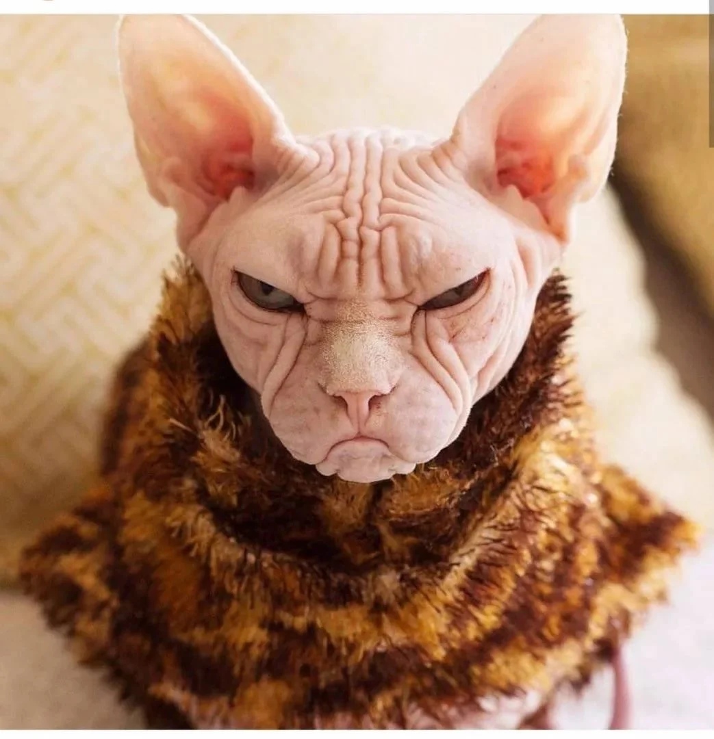 Самый уродливый кот в мире
