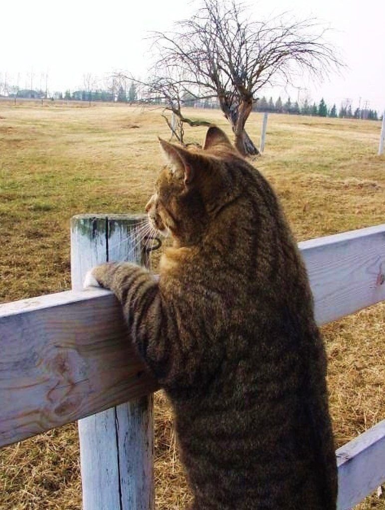 Кот в деревне