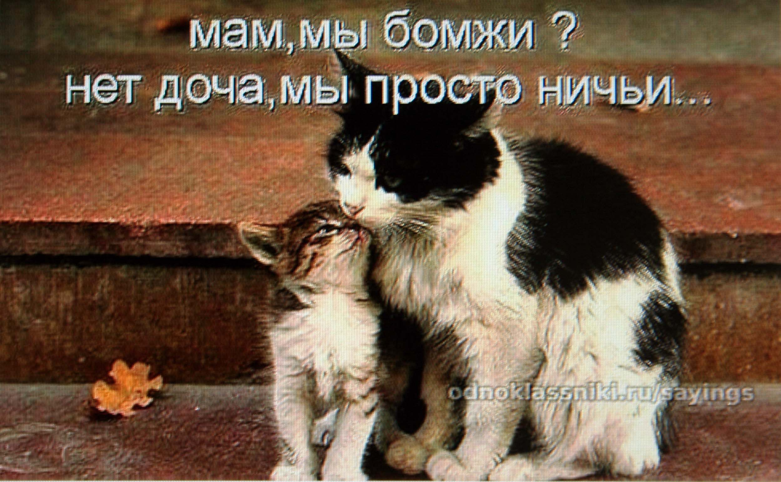 Покажи бедных котиков