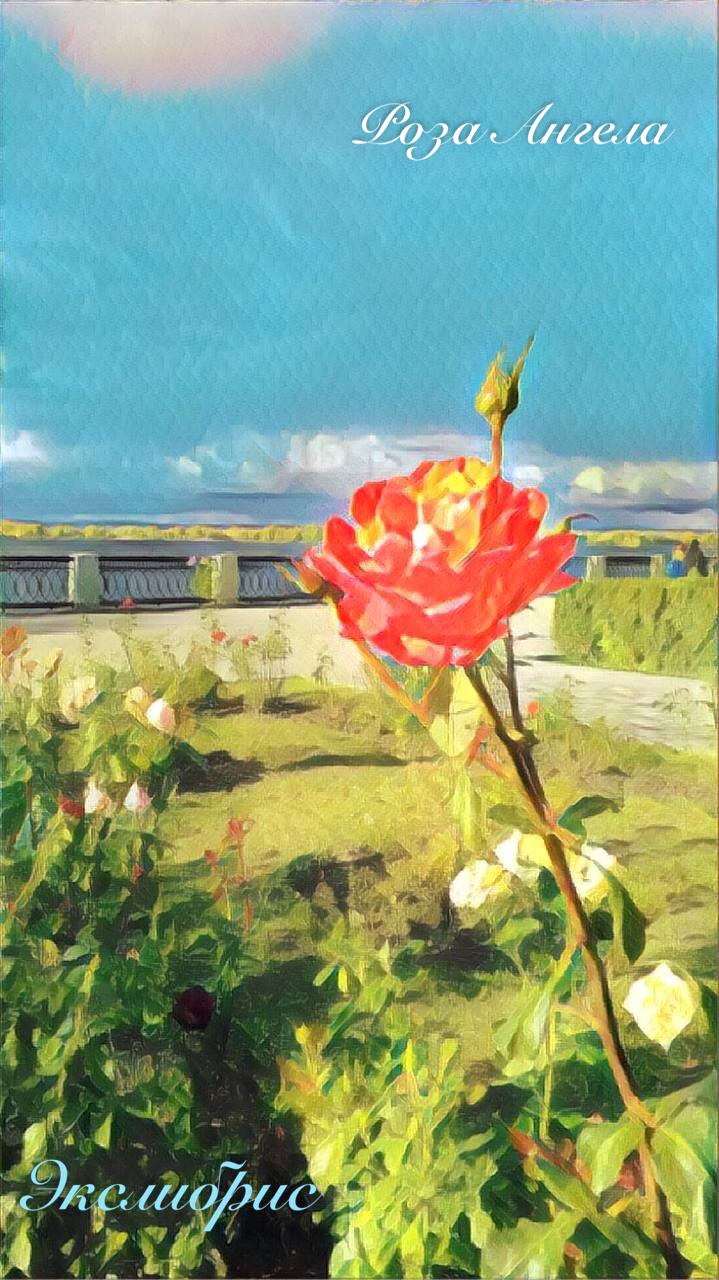 ��� �������