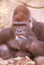Ape