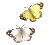 Две Бабочки Блестящие