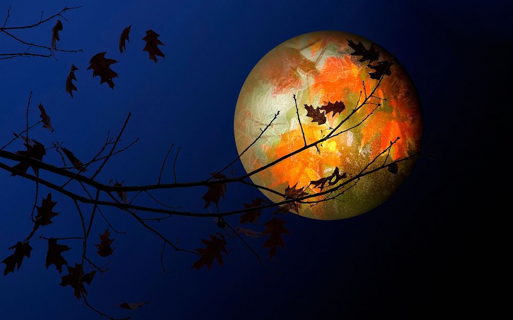 Свет Осенней Луны