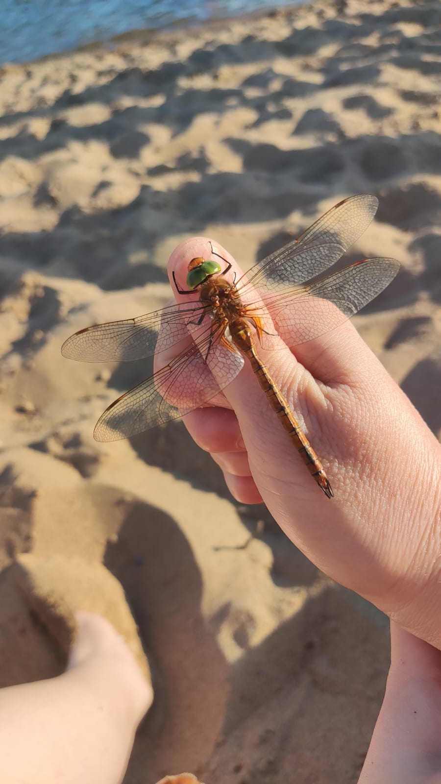 ��������� �������