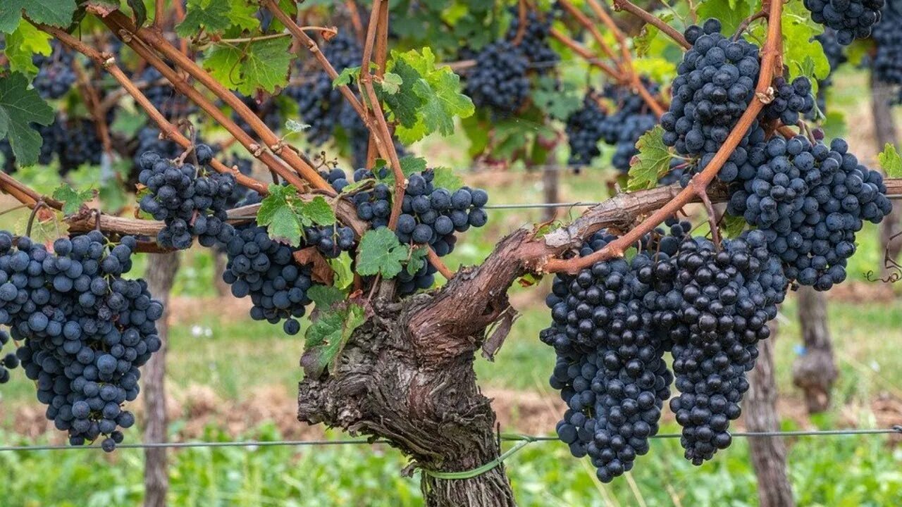 Александр Давыдов 19