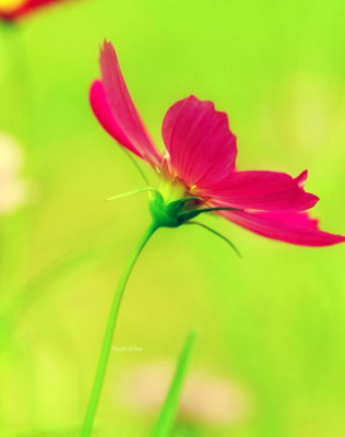 Анастасия Авис Егорова