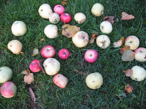 Падающие Яблоки Фото