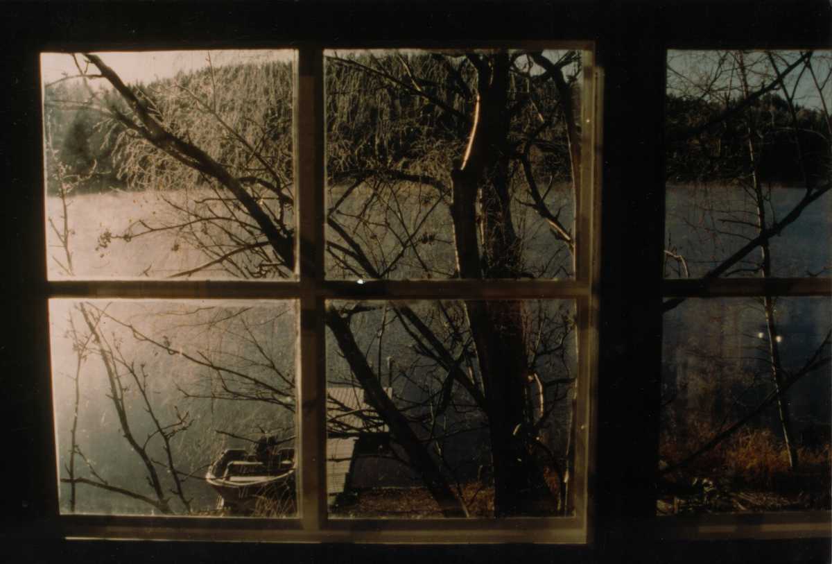 Сильный ветер в окна. Окно дерево. Вид из окна поздняя осень. Деревья за окном. Ветки деревьев на окно.