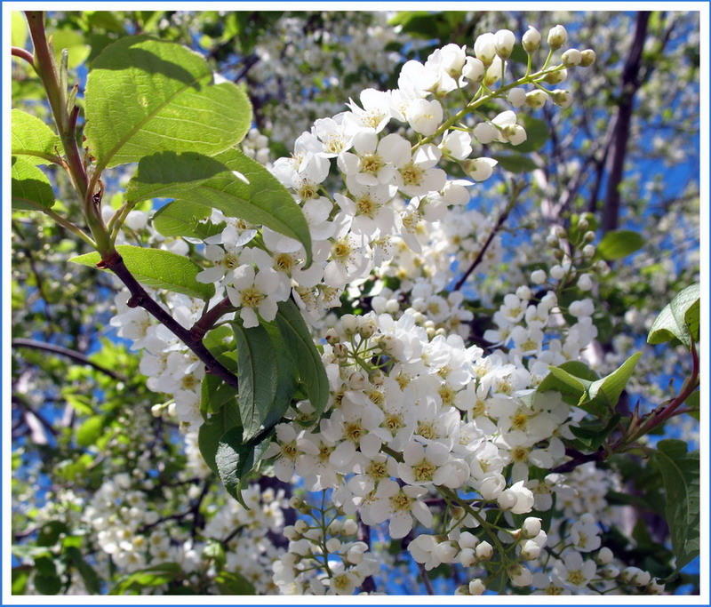 Белая черемушка. Шомырт дерево. Черёмуха душистая с весною. Черемуха Сибирская.