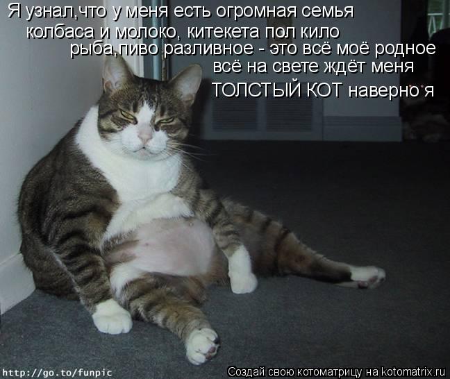 Кот Соня отдыхает, ничто не напрягает!