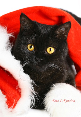 В инете вишу и не равнодушно к Тебя я дышу!!!