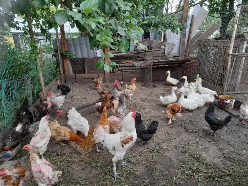 Птичий двор