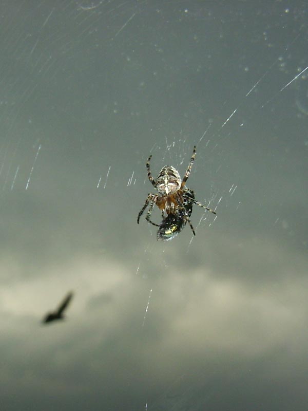 Летающие пауки игра. Летающий паук. Огромный летающий паук. Пауки летают на паутине. Летающие пауки в России.