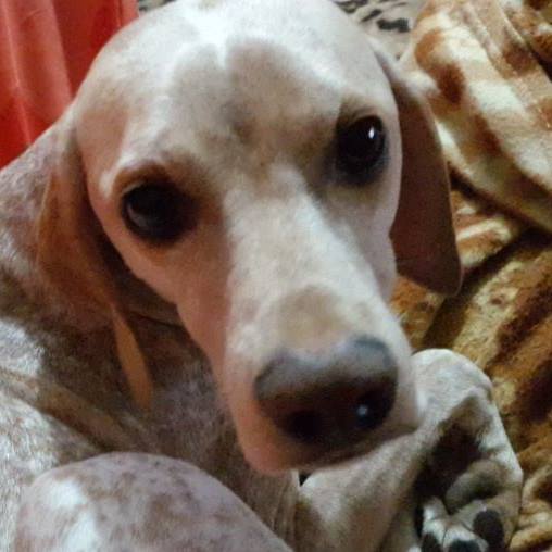 Животный мир