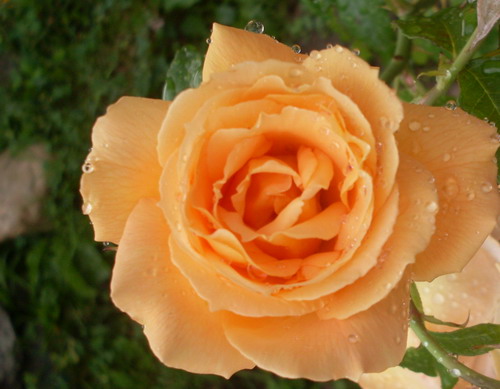 Весняна пiсня