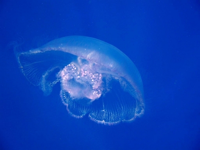 По небу плыла медуза...