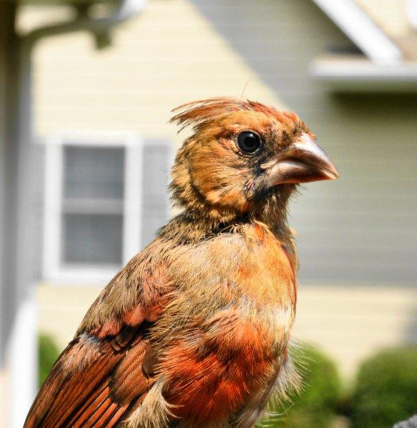 Меня зовут чио-чио-сын