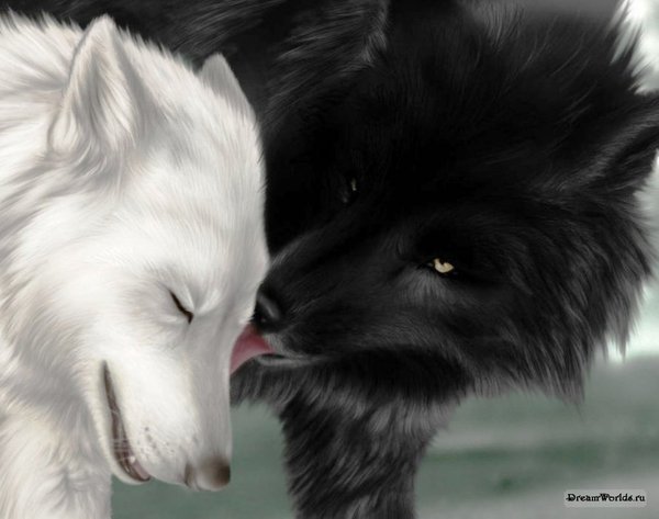 черный волк и волчица