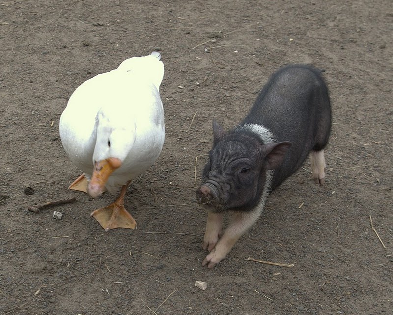 Свинки птицы. Гусь свинье не товарищ. Гусь и свинья. Гусь и Свинка. Гусь и поросенок.