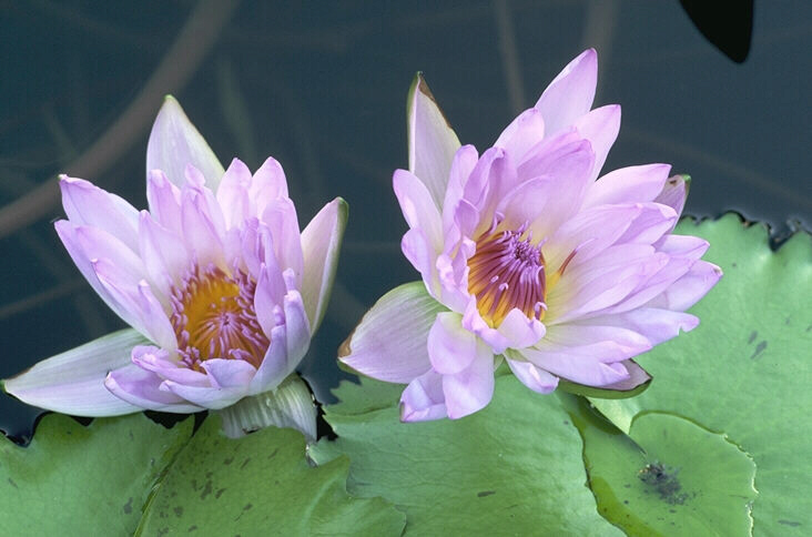 Когда просыпается Лотос