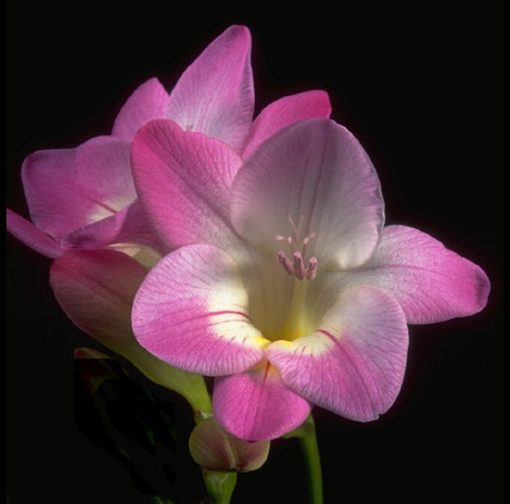 Цветок заветных желаний