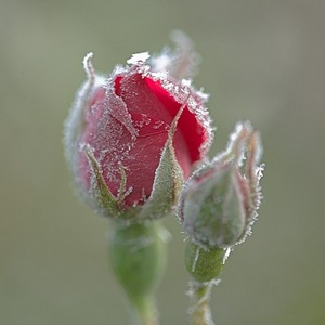 Сегодня холодно