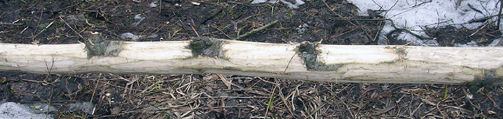 За осиновой корой