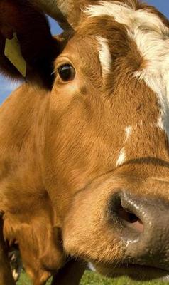 Я вас прощаю...