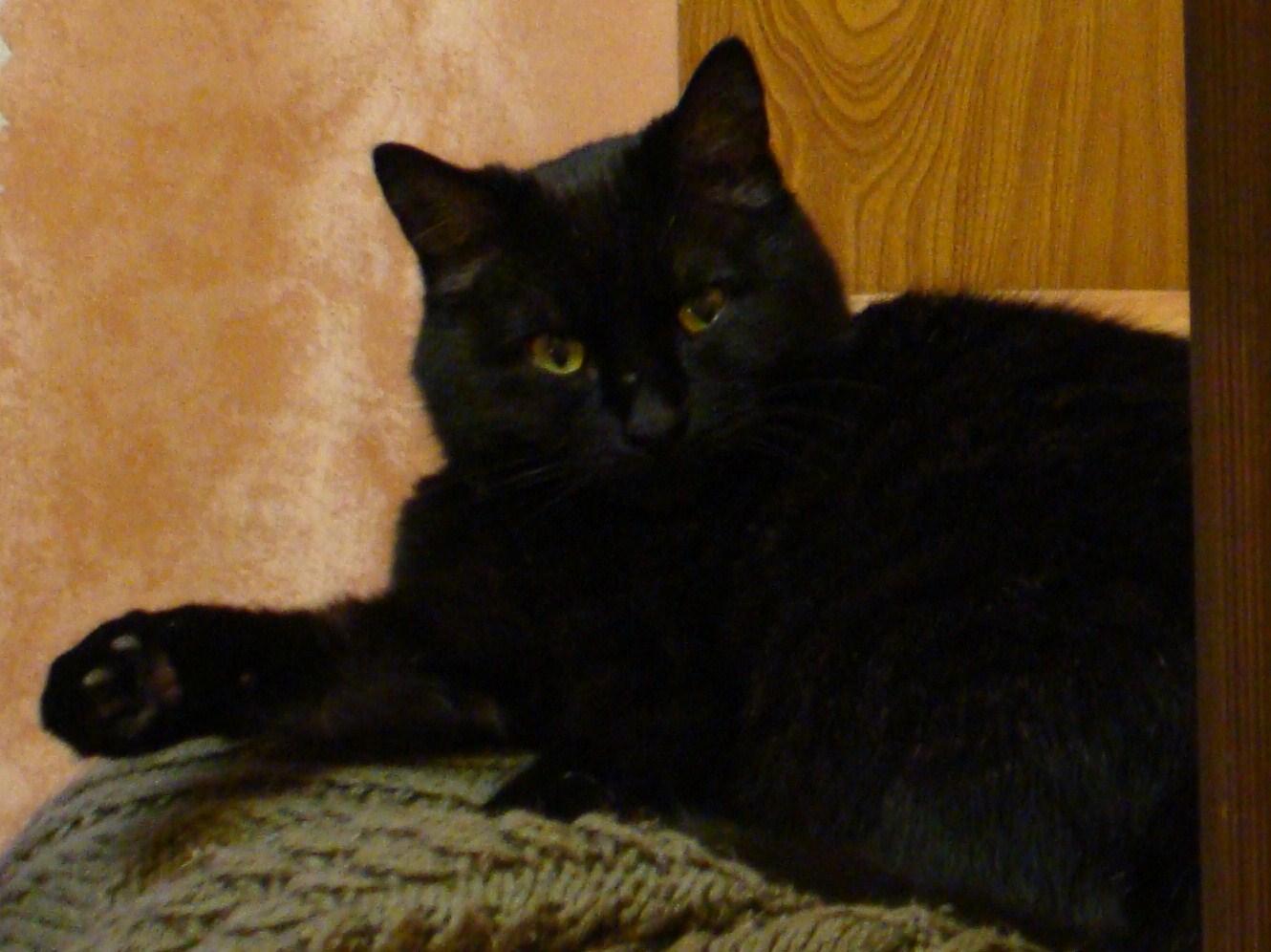 черный кот фото дома