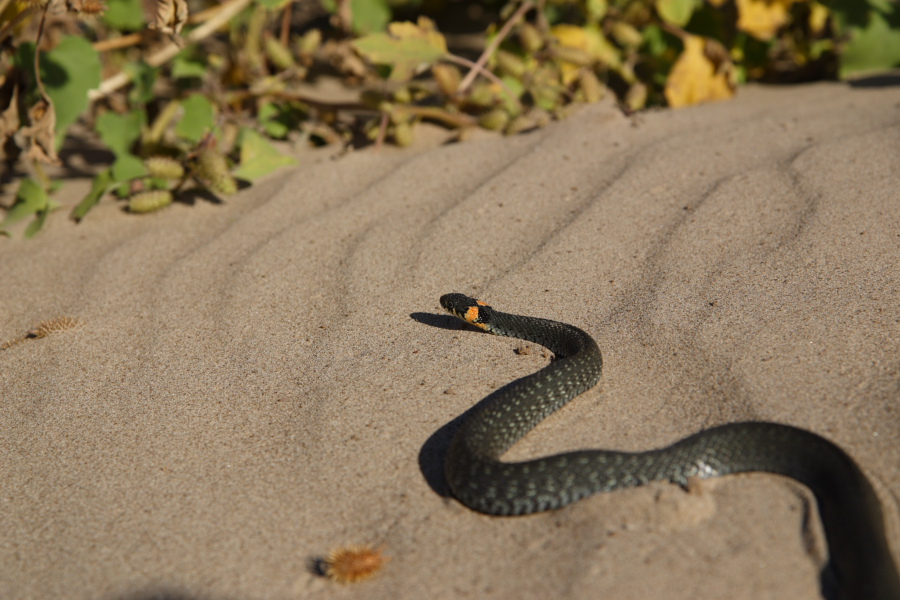 Увидеть змею дома. Змея гадюка маленькая черная. Уж колхидский Natrix megalocephala. Обыкновенный уж. Уж обыкновенный - змея неядовитая.