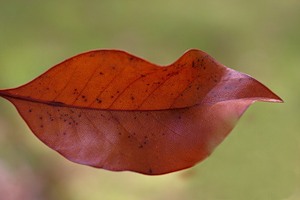 Осенний поцелуй