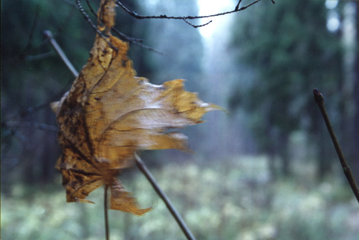 Грозой оторванный листок я вырос в сумрачных. Осенняя скрипка прозрачная мука прощального взмаха листвы. Плакала осень листья отрываясь. Листок оторвавшийся от дереве. Листья отлетают с ветром от дерева.