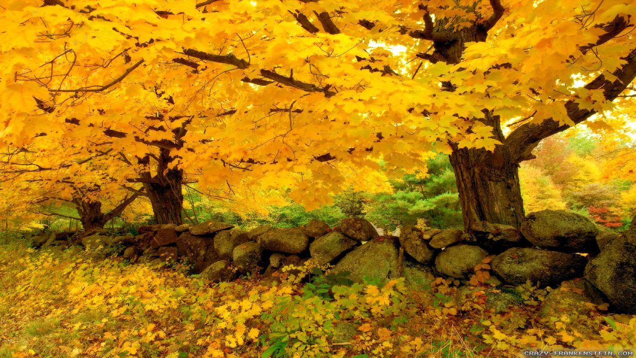 Осень жёлтая! Осень буйная! фото автора (Леонид Крупатин) / Проза.ру
