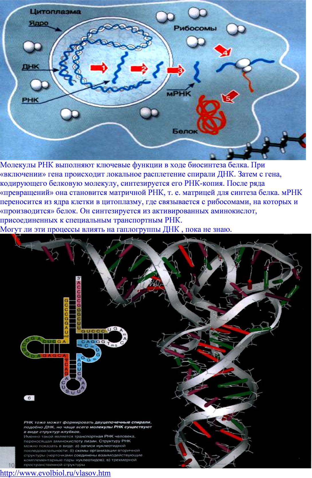 Днк рнк человека. ДНК И РНК. Белки РНК. Молекулы РНК И белков. Спираль РНК.