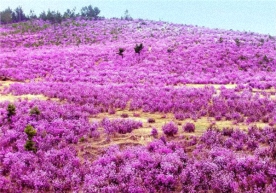 Багульник ангарск фото