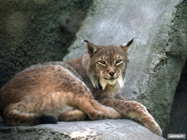 Рыжая Рысь...