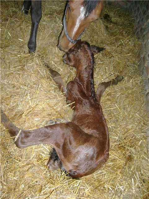 Копыта новорожденного жеребенка. Новорожденные жеребята.