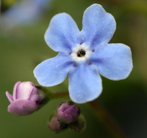 Незабудка. казка для дарослых