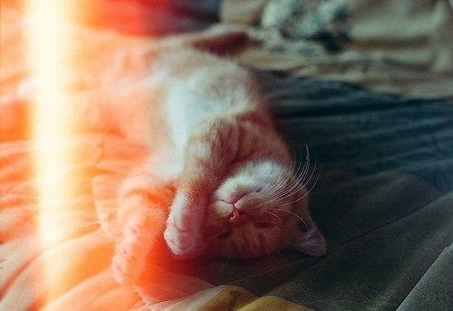 Котик на солнышке. Кот на солнце. Кошка на солнце. Котенок нежится на солнце. Кот в солнечных лучах.