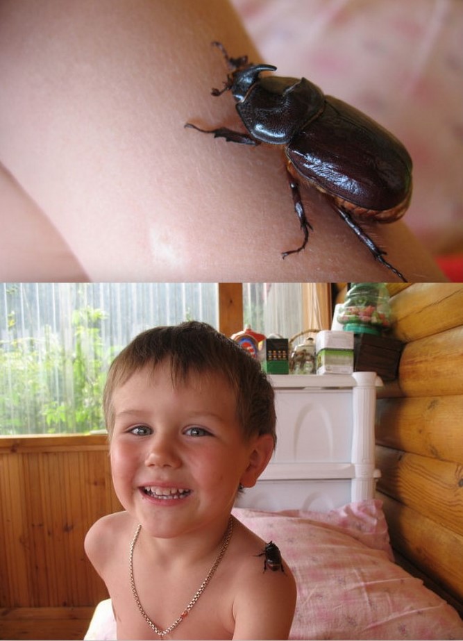 Жук-носорог