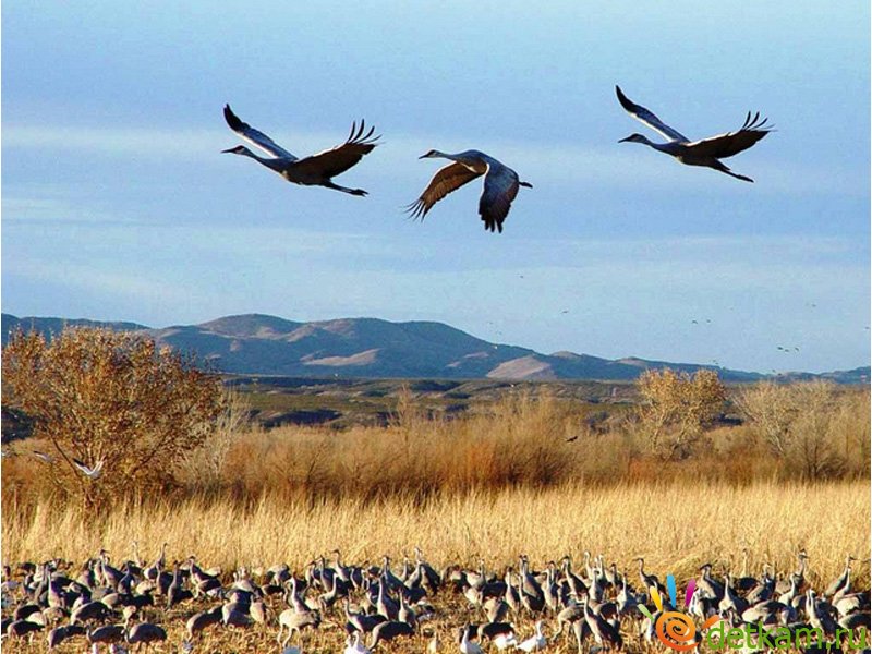 Умаро журавли. Гамзатов журавли текст. Журавли в горах. Далеко-далеко журавли улетели. Кыталык стерх.