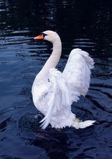 Ты - лебедь, ты - белая птица