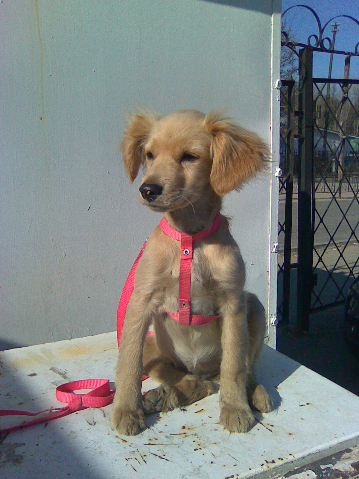 Меди (Итан Кляйн) / Проза.ру