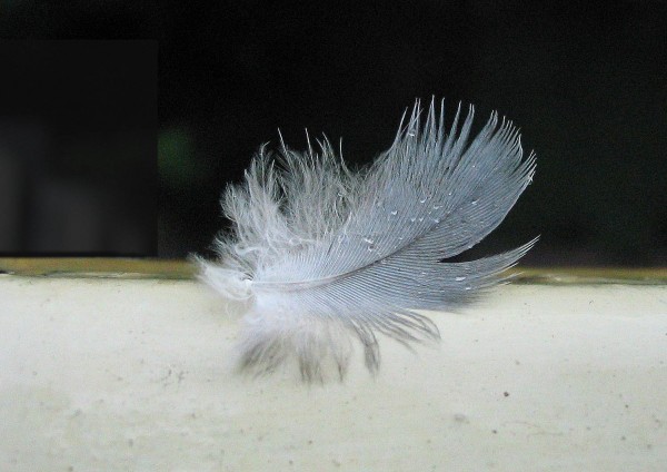 Free Images : nature, grass, bird, wing, leaf, flower, wildlife, macro, two, flo