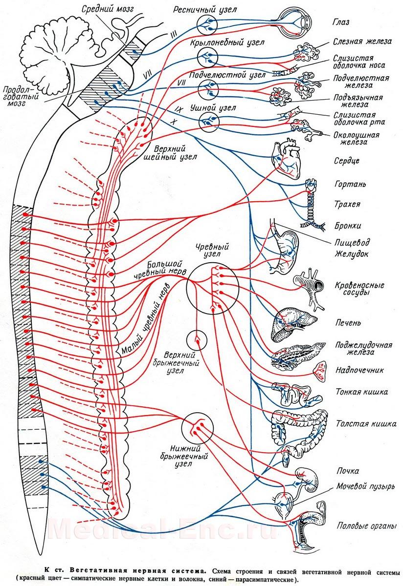 Вегетативные связи. Схема иннервации вегетативной нервной системы. Вегетативная нервная система схема иннервации органов. Вегетативная НС иннервирует органы. Вегетативная иннервация внутренних органов таблица.