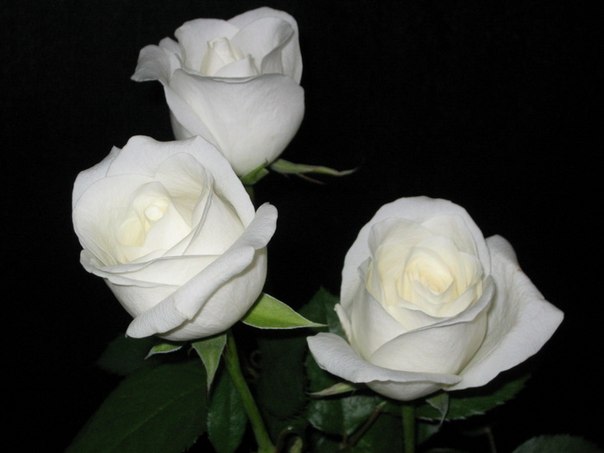 Три Розы Фото