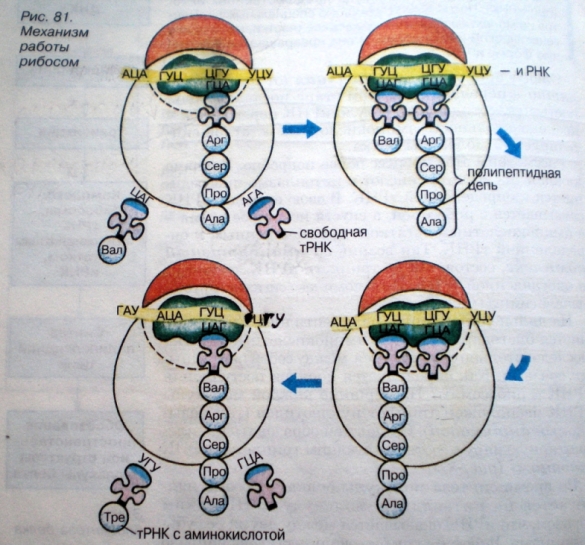 Синтез белка механизмы. Механизм синтеза белка на рибосомах. Биосинтез белка рисунок рибосома. Биосинтез белка схема. Синтез белка рисунок.