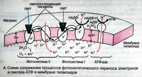 Синтез электронов. Синтез АТФ В световой фазе. Схема переноса электронов хлорофилла в процессе синтеза АТФ. Синтез АТФ В схеме фотосинтеза. Синтез АТФ на мембране тилакоида.